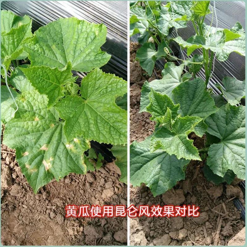 昆仑风叶面肥辣椒芹菜玉米药材抗病增产生根壮苗膨果抗重茬