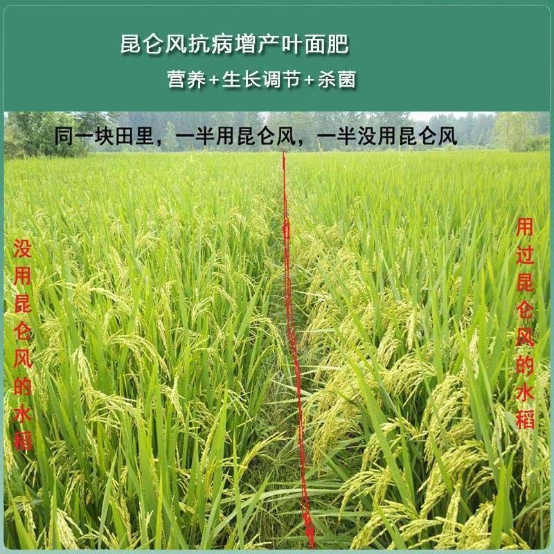 昆仑风叶面肥辣椒芹菜玉米药材抗病增产生根壮苗膨果抗重茬