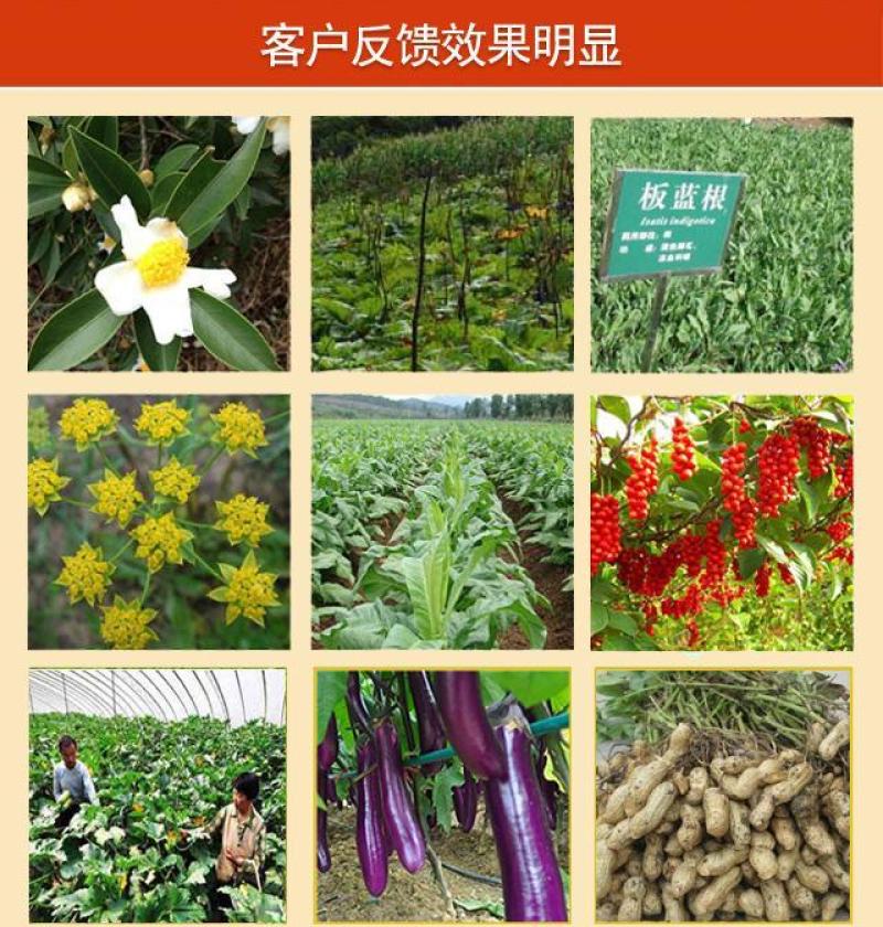 昆仑风叶面肥辣椒芹菜玉米药材抗病增产生根壮苗膨果抗重茬