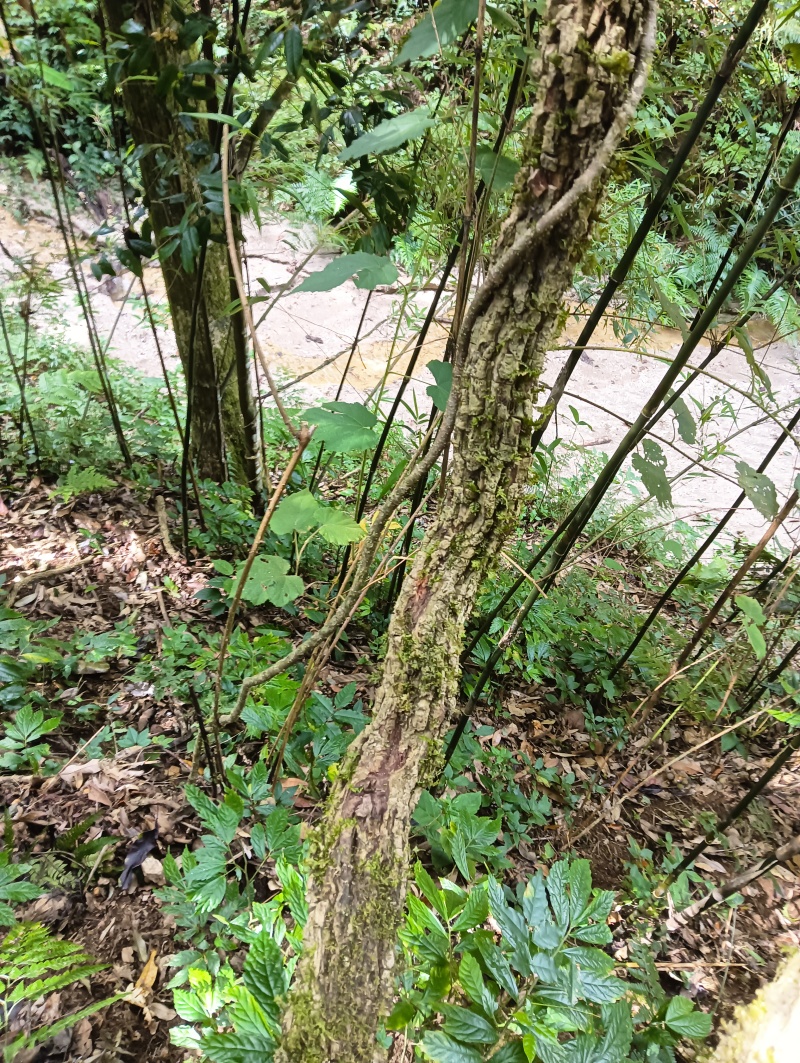 云南海风藤、手工切片自然晒干，无硫无杂质原产地直发