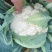 精品花菜白面青梗松花菜产地发货一手货源批发价格美丽