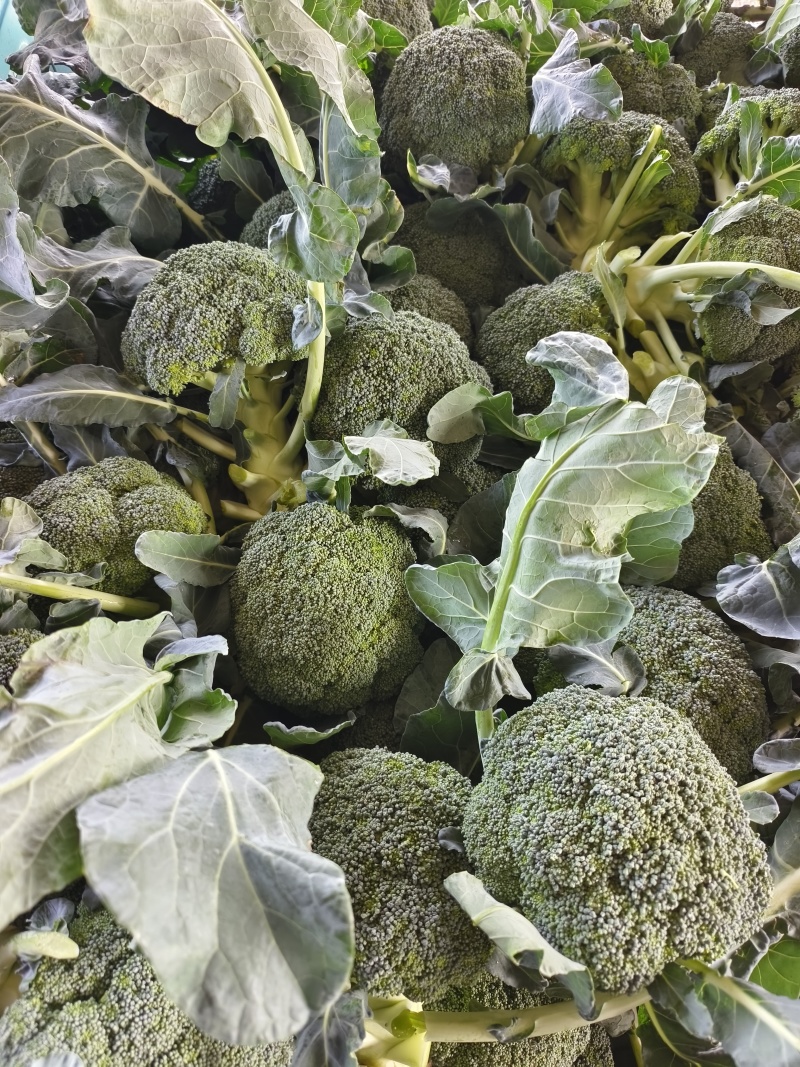 西兰花（个头匀实、色绿米粒小）大量上市，提供各种包装
