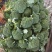 西兰花（个头匀实、色绿米粒小）大量上市，提供各种包装