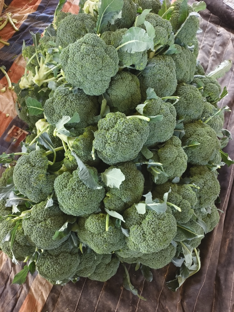 西兰花（个头匀实、色绿米粒小）大量上市，提供各种包装