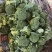 西兰花（个头匀实、色绿米粒小）大量上市，提供各种包装