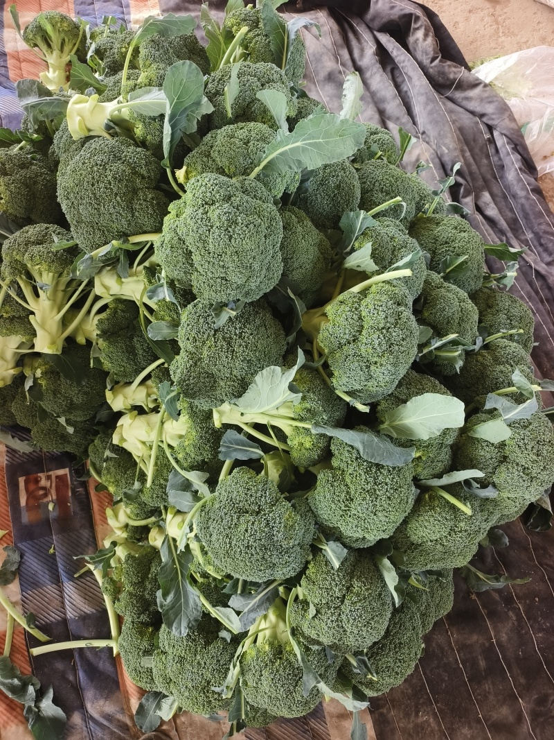 西兰花（个头匀实、色绿米粒小）大量上市，提供各种包装