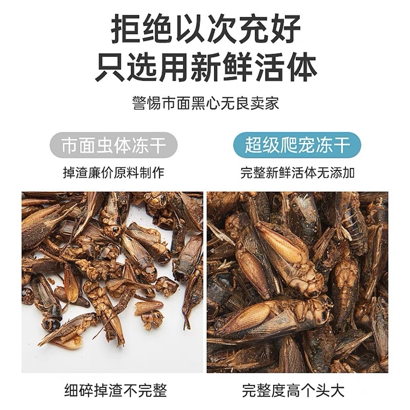 蛐蛐蟋蟀干蟋蟀、速冻蟋蟀，价格美丽、量大从优，欢迎来电