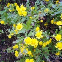 四川野菊花产地直销量大从优