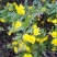 四川野菊花产地直销量大从优