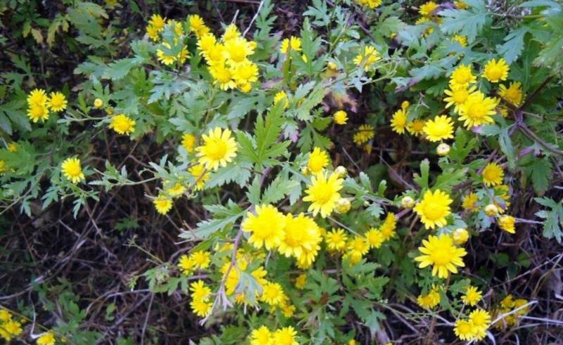 四川野菊花产地直销量大从优