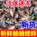 蛐蛐蟋蟀干蟋蟀、速冻蟋蟀，价格美丽、量大从优，欢迎来电