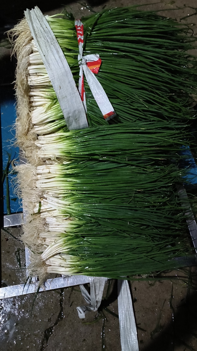 广西柳州四季小葱小葱苗种苗量大从优产地直发