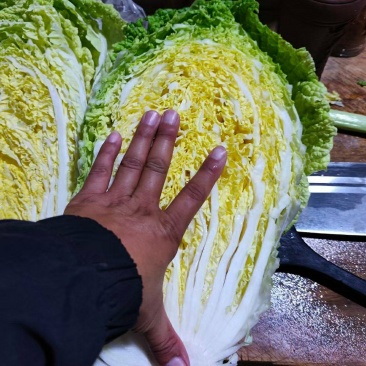 湖北精品黄心白菜产地发货一手货源批发品质保证价格美丽