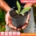 营养杯育苗杯一次性黑色大号播种植塑料育苗盆