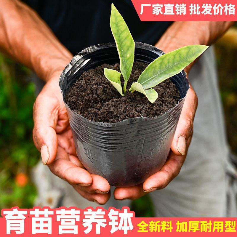 营养杯育苗杯一次性黑色大号播种植塑料育苗盆