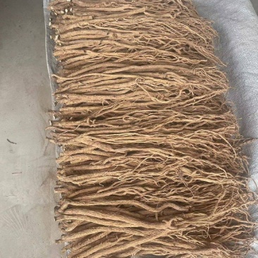精品防风产地直发甘肃道地药材保真保量欢迎选购