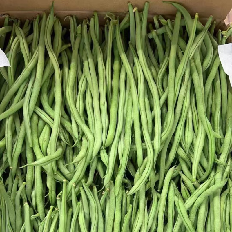 无筋豆新鲜上市产地现发一手货源对接商超拖板车