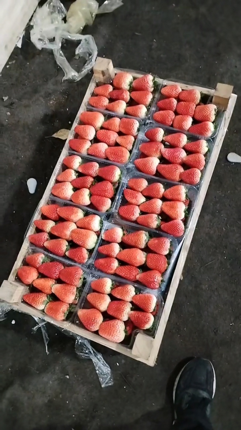 精品大棚草莓，基地直供，对接商，超市团购电商，