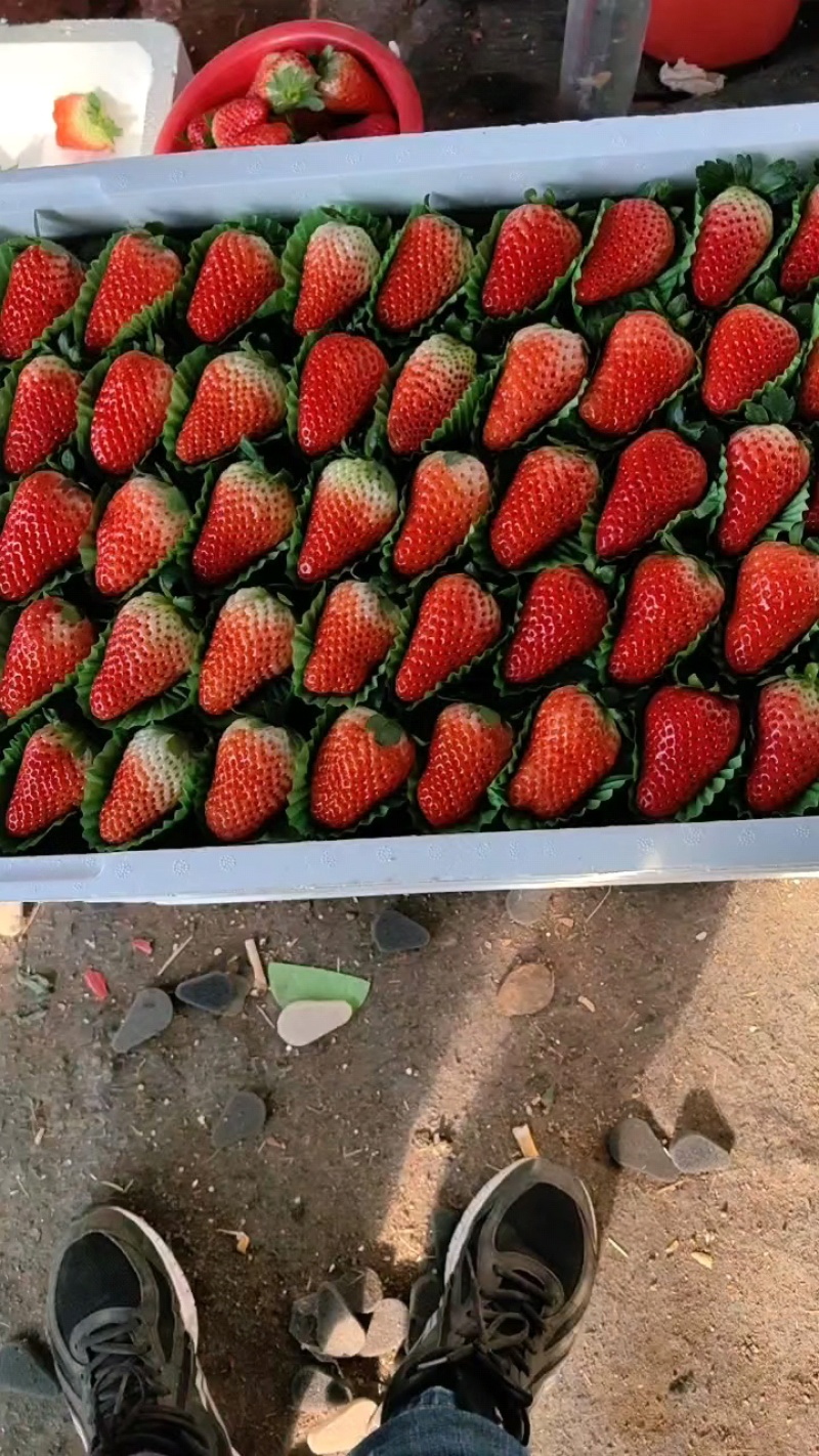 精品大棚草莓，基地直供，对接商，超市团购电商，