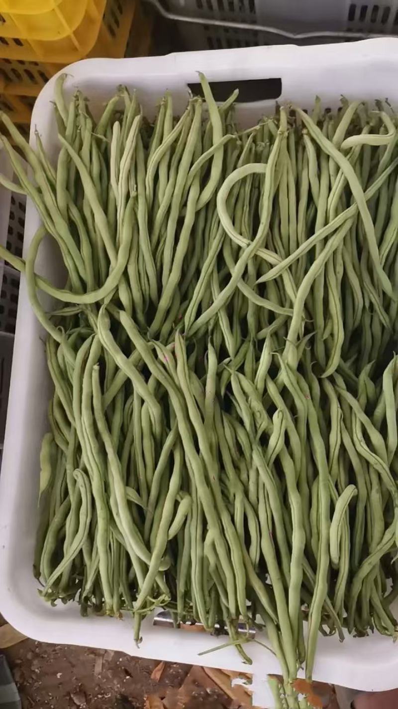 无筋豆新鲜上市产地现发一手货源对接商超拖板车