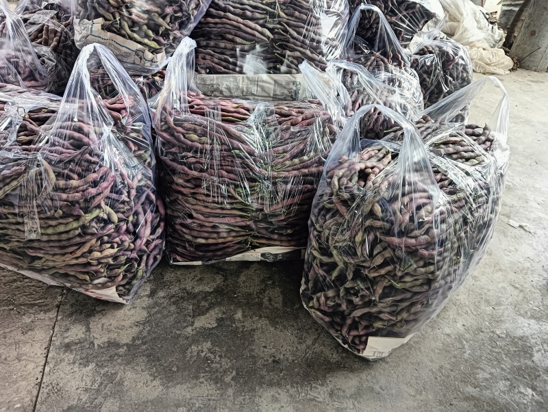 无筋豆新鲜上市产地现发一手货源对接商超拖板车