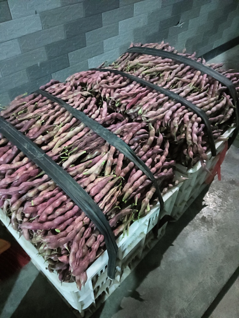 无筋豆新鲜上市产地现发一手货源对接商超拖板车