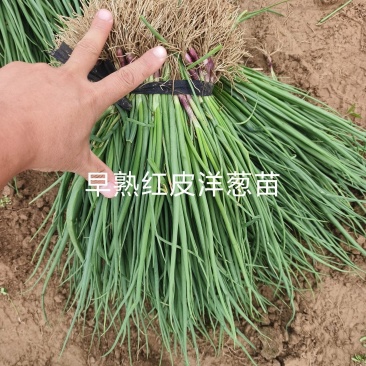 早熟红皮洋葱苗一亩地22000苗抗病强口感好商品性强