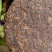 推荐--陈香老熟茶2019年班章大树勐海大树茶熟茶