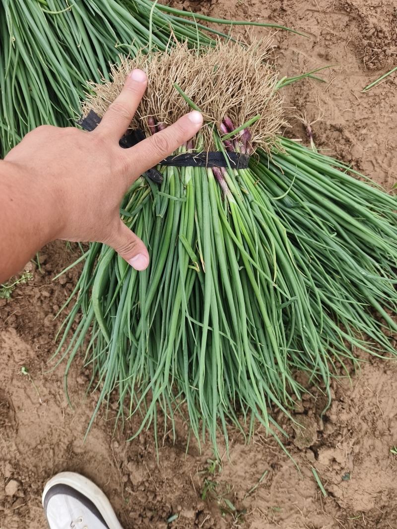早熟红皮洋葱苗一亩地22000苗抗病强口感好商品性强