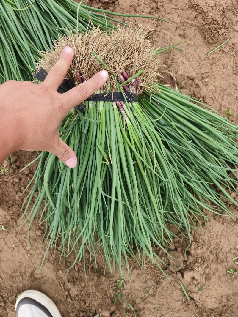 早熟红皮洋葱苗一亩地22000苗抗病强口感好商品性强