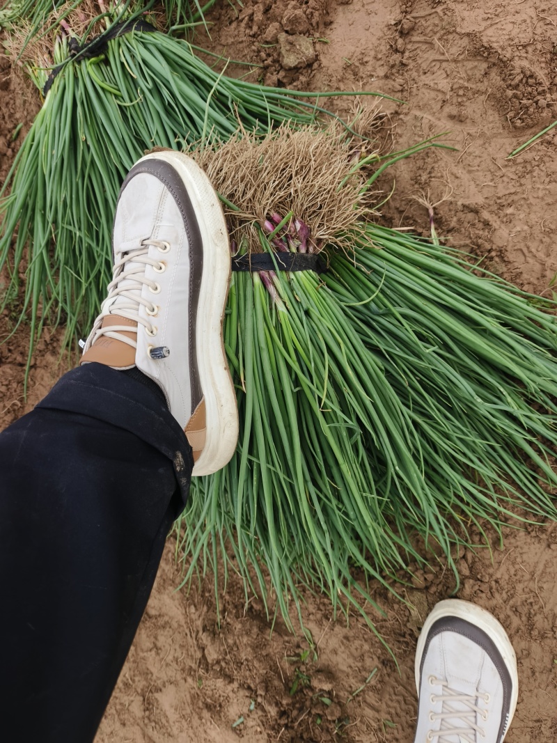 早熟红皮洋葱苗一亩地22000苗抗病强口感好商品性强