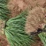 早熟红皮洋葱苗一亩地22000苗抗病强口感好商品性强