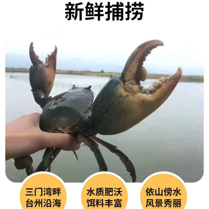 三门青蟹鲜活大青蟹现抓现挑渔船外海捕捞螃蟹批发大红鲟