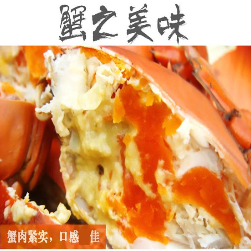 三门青蟹鲜活大青蟹现抓现挑渔船外海捕捞螃蟹批发大红鲟