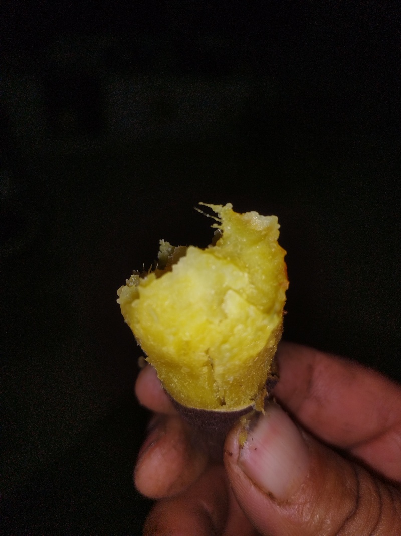 临朐沙地冰淇淋蜜薯，日本丝滑蜜薯西瓜红蜜薯红薯大量供应