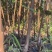 供应优质太秋甜柿苗