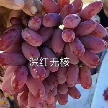 深红无籽直插苗