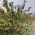 菊花碧桃3公分4公分5公分5公分菊花碧桃