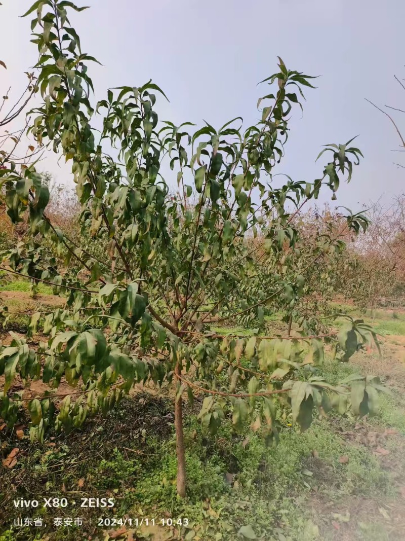 菊花碧桃3公分4公分5公分5公分菊花碧桃