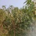 菊花碧桃3公分4公分5公分5公分菊花碧桃