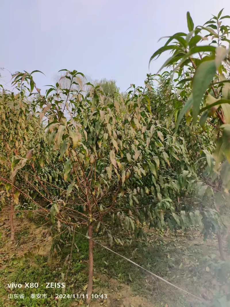 菊花碧桃3公分4公分5公分5公分菊花碧桃
