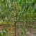 菊花碧桃3公分4公分5公分5公分菊花碧桃
