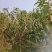 菊花碧桃3公分4公分5公分5公分菊花碧桃