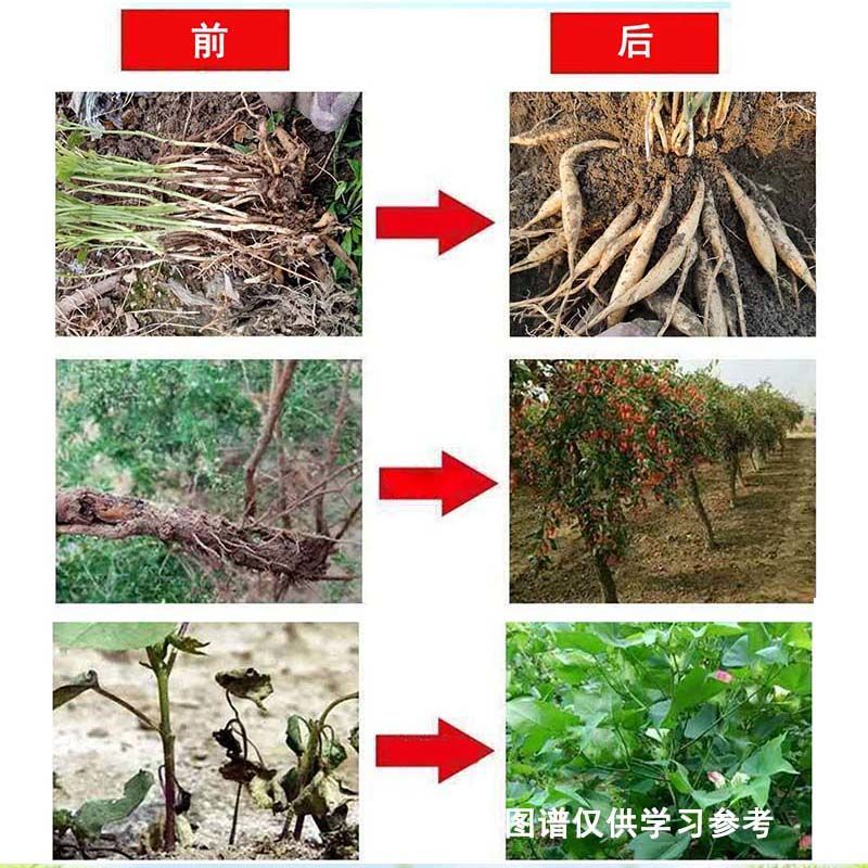 中药材百部天冬金线莲郁金柴胡党参黄叶抗病无激素膨大有机肥