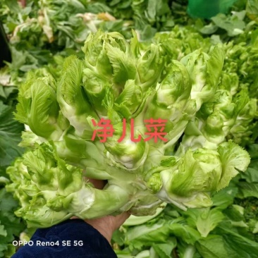 儿菜