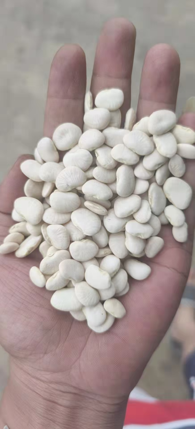 白芸豆精选白芸豆大颗粒手选一公斤起批