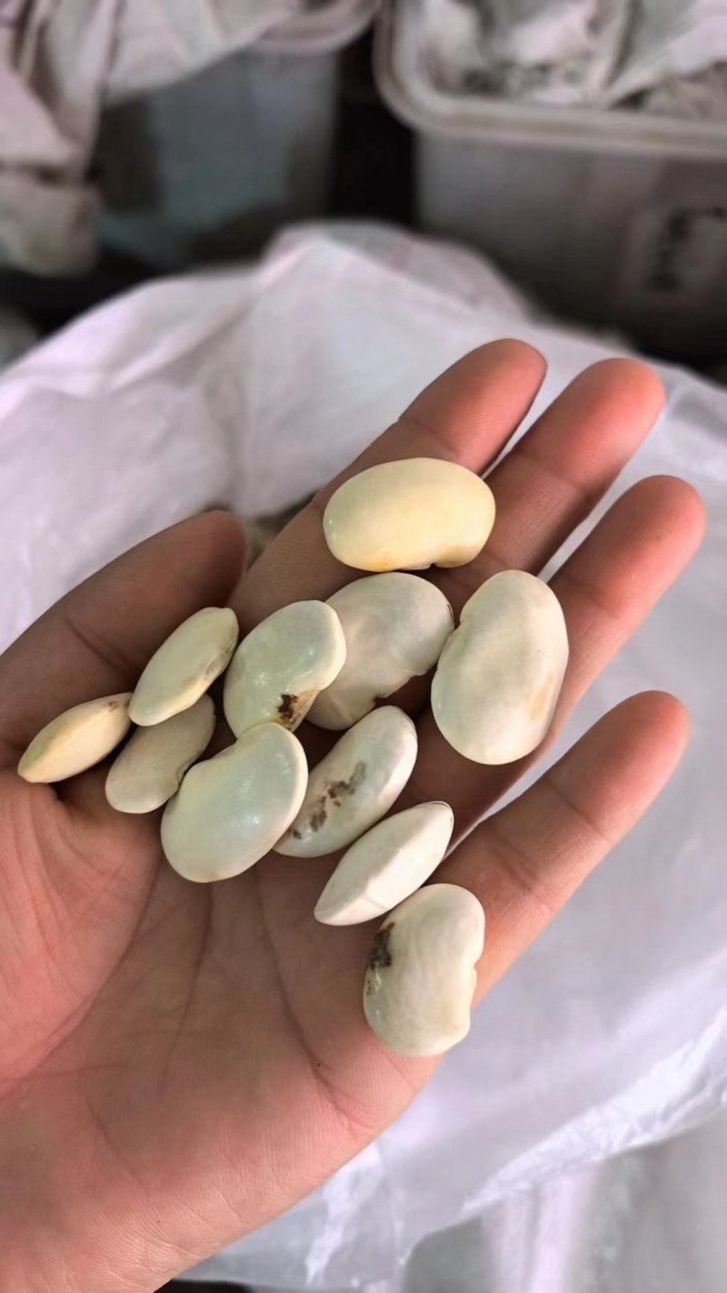 白芸豆精选白芸豆大颗粒手选一公斤起批