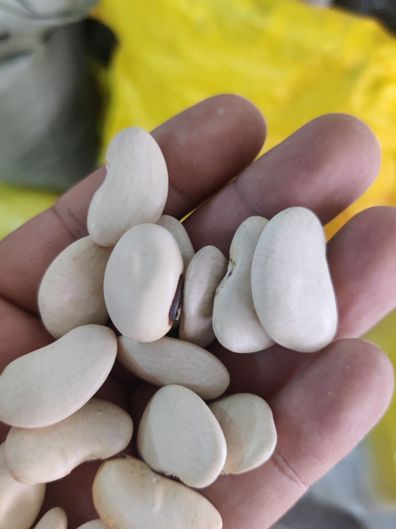 白芸豆精选白芸豆大颗粒手选一公斤起批