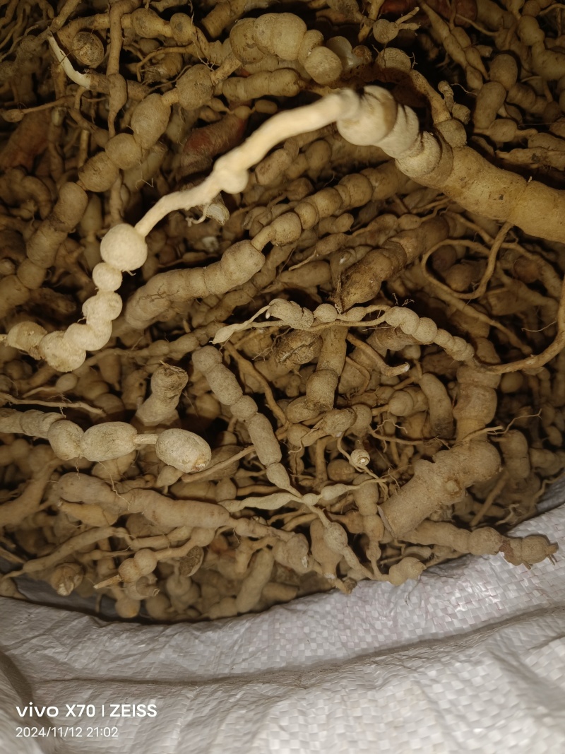 川渝优质鸡筋参