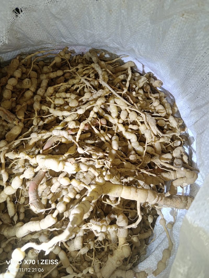 川渝优质鸡筋参